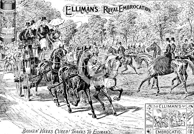 Advertisement for Elliman's Royal Embrocation, 1895. Creator: Joseph Swain.