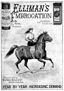 Advertisement for Elliman's Embrocation, 1898. Creator: Unknown