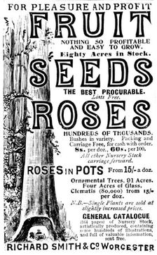 Advertisement for Richard Smith & Co's Fruit, Seeds and Roses, 1895. Creator: Unknown