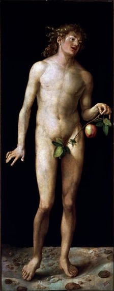 Adam oil on canvas by Albrecht Durer