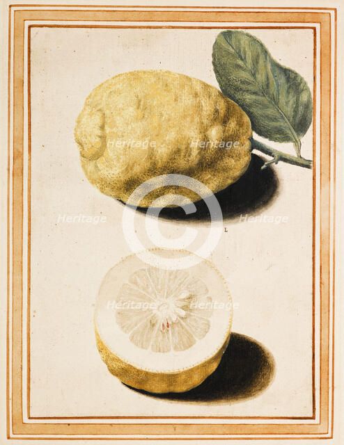 Adam's Apple (Pomum Adami Rheginum), about 1640. Creator: Vincenzo Leonardi.