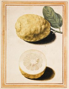 Adam's Apple (Pomum Adami Rheginum), about 1640. Creator: Vincenzo Leonardi