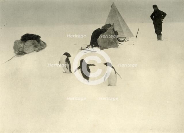 'Adelie Penguins Visit a Camp' c1908, (1909).  Artist: Unknown.
