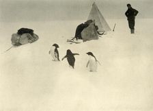 Adelie Penguins Visit a Camp c1908, (1909)
