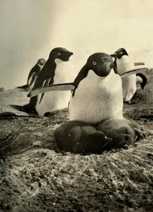 Adelie Trying to Mother a Couple of Well-Grown Strangers c1908, (1909)