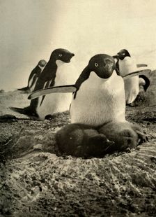 Adelie Trying to Mother a Couple of Well-Grown Strangers c1908, (1909)