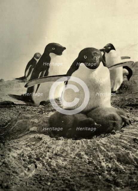 'Adelie Trying to Mother a Couple of Well-Grown Strangers', c1908, (1909).  Artist: Unknown.