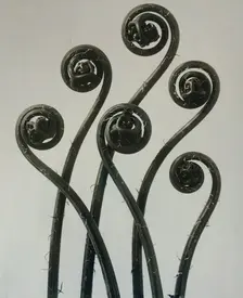 Adiantum pedatum, Haarfarn (Maidenhair fern). From: Urformen der Kunst (Art Forms in Nature), 1928. Creator: Blossfeldt, Karl (1865-1932)