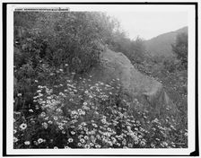 Adirondack mountain wildflowers, (1902?). Creator: William H. Jackson