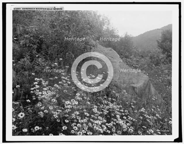 Adirondack mountain wildflowers, (1902?). Creator: William H. Jackson.