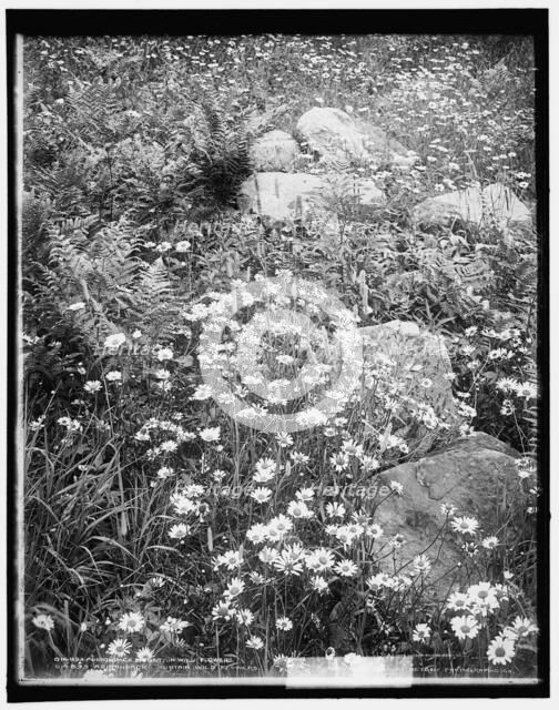 Adirondack mountain wildflowers, c1902. Creator: William H. Jackson.