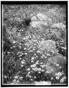 Adirondack mountain wildflowers, c1902. Creator: William H. Jackson