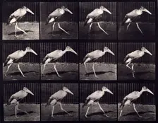 Adjutant, 1872-1885. Creator: Eadweard J Muybridge