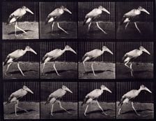Adjutant, 1872-1885. Creator: Eadweard J Muybridge