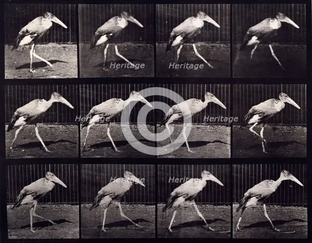 Adjutant, 1872-1885.  Creator: Eadweard J Muybridge.