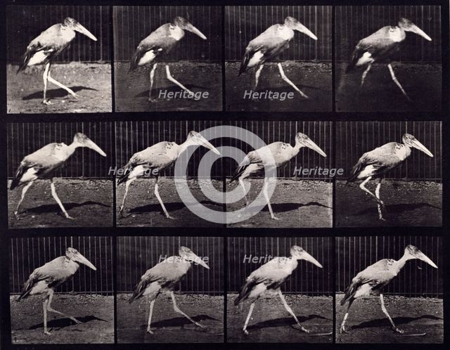 Adjutant, 1872-1885.  Creator: Eadweard J Muybridge.