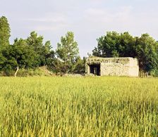 Adobe building in a grassy field, trees in background, between 1905 and 1915. Creator: Sergey Mikhaylovich Prokudin-Gorsky