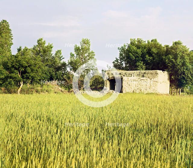 Adobe building in a grassy field, trees in background, between 1905 and 1915. Creator: Sergey Mikhaylovich Prokudin-Gorsky.