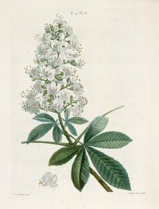 Aesculus Hippocastorum, (Horse-chestnut), c1800-1830. Creator: Pierre-Joseph Redoute