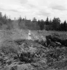 After bulldozer has taken out and piled the heavy stumps..., Michigan Hill, Thurston County, 1939. Creator: Dorothea Lange