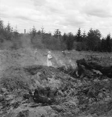 After bulldozer has taken out and piled the heavy stumps..., Michigan Hill, Thurston County, 1939. Creator: Dorothea Lange