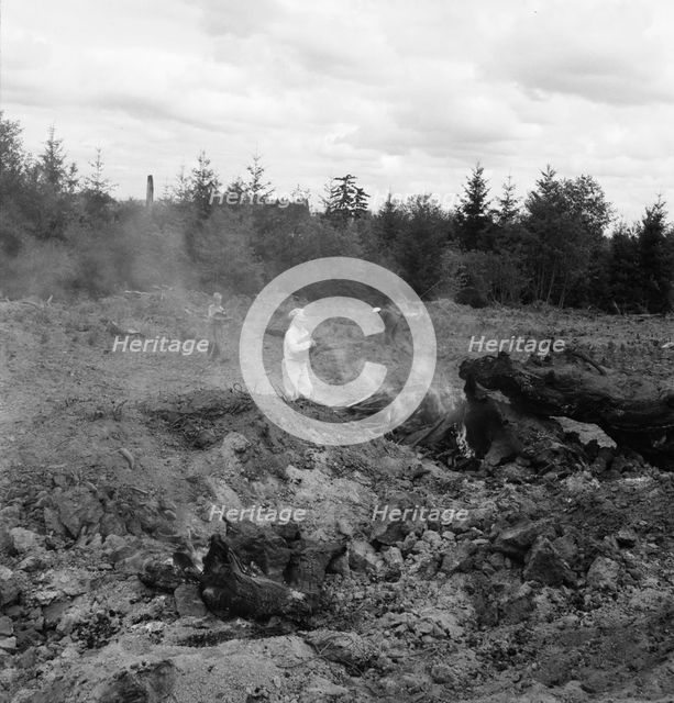 After bulldozer has taken out and piled the heavy stumps..., Michigan Hill, Thurston County, 1939. Creator: Dorothea Lange.