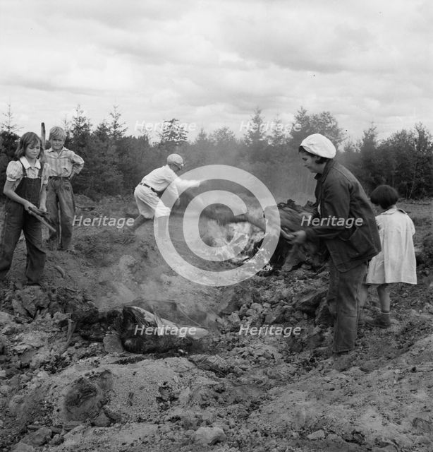 After bulldozer has taken out and piled the heavy stumps..., Michigan Hill, Thurston County, 1939. Creator: Dorothea Lange.