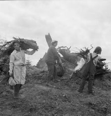 After the bulldozer has taken out and piled the heavy stumps..., Michigan Hill, Washington, 1939. Creator: Dorothea Lange