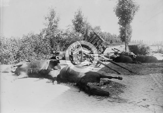 After the battle of Haelen, 1914. Creator: Bain News Service.