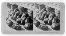 After the execution, Canton Prison, China, c.1901