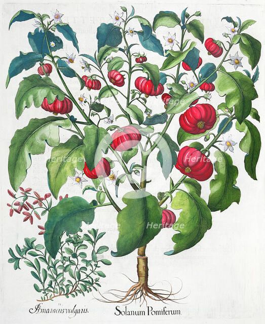 African Tomato and Marjoram plants, 1613. Artist: Unknown