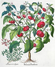 African Tomato and Marjoram plants, 1613