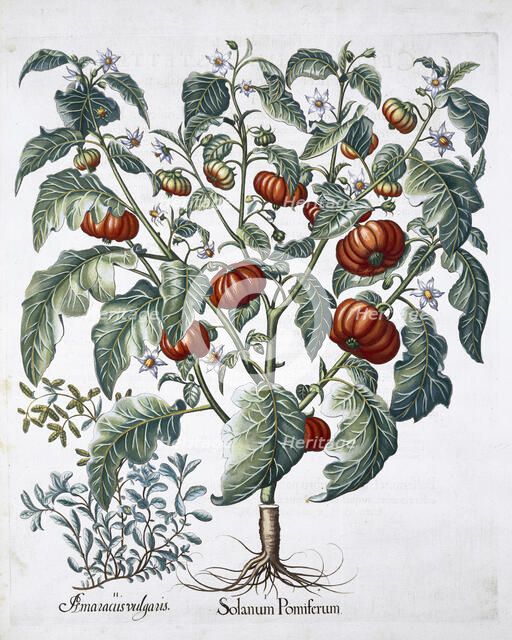 African Tomato and Marjoram plants, 1613. Artist: Unknown