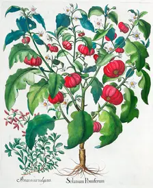 African Tomato and Marjoram plants, 1613. Creator: Unknown