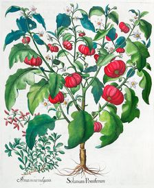 African Tomato and Marjoram plants, 1613. Creator: Unknown