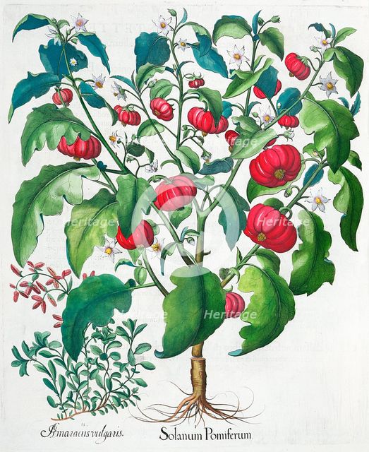 African Tomato and Marjoram plants, 1613. Creator: Unknown.