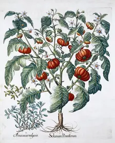African Tomato and Marjoram plants, 1613. Creator: Unknown