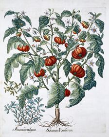 African Tomato and Marjoram plants, 1613. Creator: Unknown