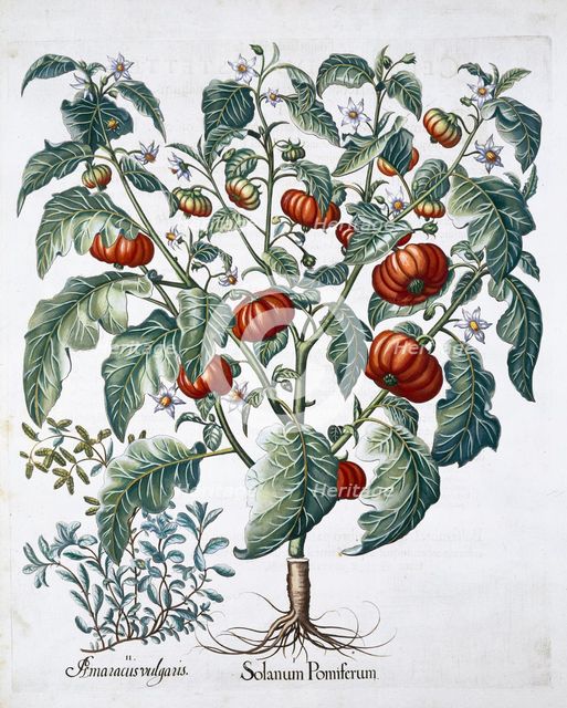 African Tomato and Marjoram plants, 1613. Creator: Unknown.