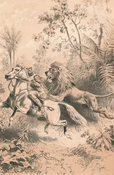 African Traveller Attacked by A Lion c1880