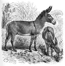 African Wild Ass c1900. Artist: Helena J. Maguire