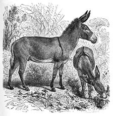 African Wild Ass c1900. Artist: Helena J. Maguire