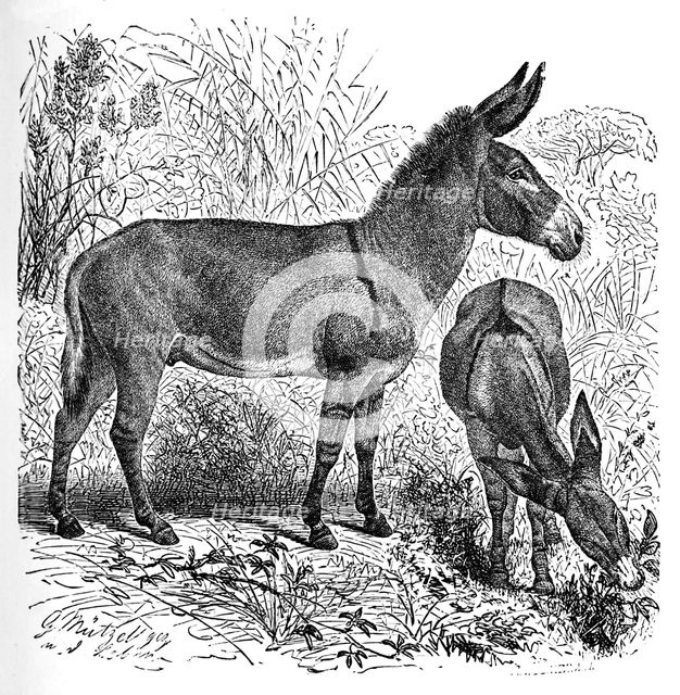 'African Wild Ass', c1900. Artist: Helena J. Maguire.