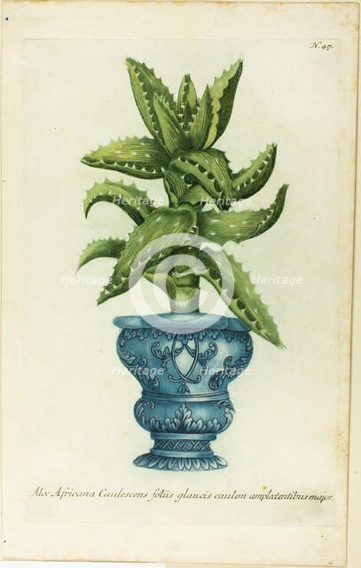 African Aloe, plate 47 from Phtanthoza Iconographia, 1736.
