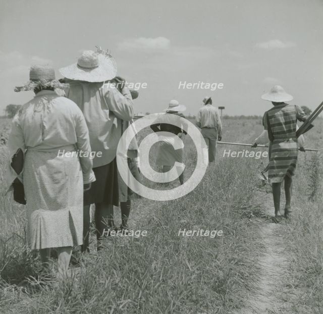 African American cotton plantation workers, hired as day laborers, walking next to..., August 1940. Creators: Farm Security Administration, Marion Post Wolcott.