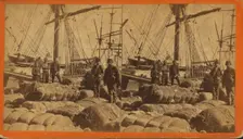 African-American longshore men and bales of cotton on the dock, c1850-c1930. Creator: O. Pierre Havens