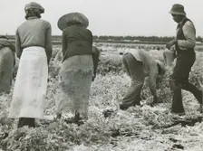 African American migrant laborers cutting celery, Belle Glade, Florida, January 1941. Creators: Farm Security Administration, Marion Post Wolcott