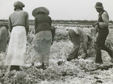 African American migrant laborers cutting celery, Belle Glade, Florida, January 1941. Creators: Farm Security Administration, Marion Post Wolcott