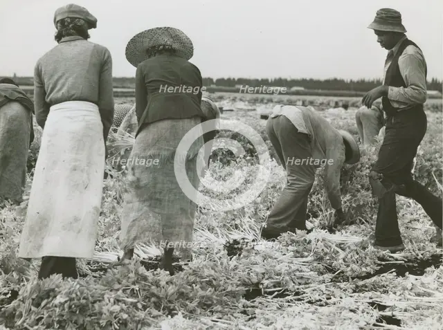 African American migrant laborers cutting celery, Belle Glade, Florida, January 1941. Creators: Farm Security Administration, Marion Post Wolcott.