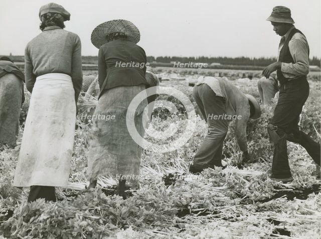 African American migrant laborers cutting celery, Belle Glade, Florida, January 1941. Creators: Farm Security Administration, Marion Post Wolcott.